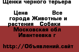 Щенки черного терьера › Цена ­ 35 000 - Все города Животные и растения » Собаки   . Московская обл.,Ивантеевка г.